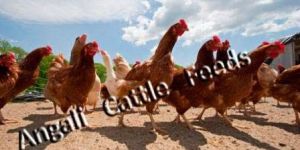 Broiler Chicken Finisher Feed