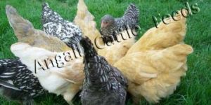 Broiler Chicken Grower Feed