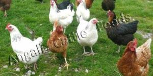 Broiler Chicken Starter Feed