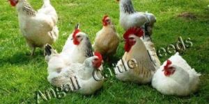 Broiler Poultry Grower Feed