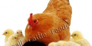 Broiler Poultry Pre Starter Feed