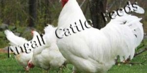 Broiler Poultry Starter Feed