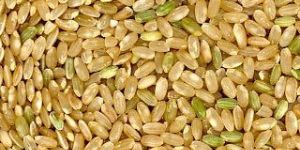 Brown Rice