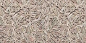 Cumin Seeds