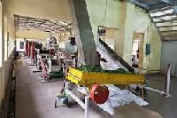 Tea Processing Machinery