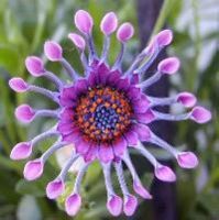 Exotic Flowers