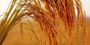 Printed Packaging Box