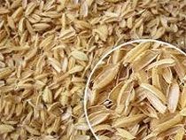 Rice Husk