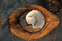 Coconut Coir