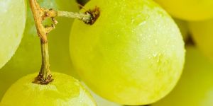 Fresh Grapes