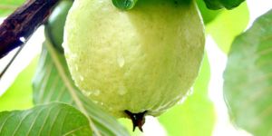Fresh Guava