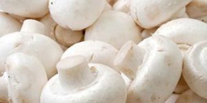 Fresh Mushroom