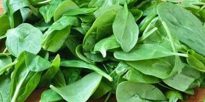 Fresh Spinach