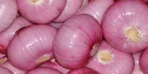 Onion