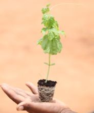 Vegetable Seedlings