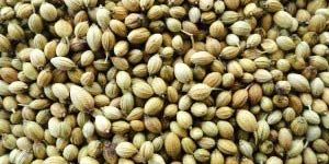 Coriander Seeds