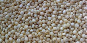Sorghum Seeds