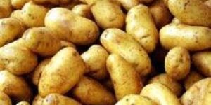 Potato