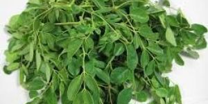 Fresh Moringa Leaves