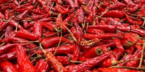 Dried Red Chilli