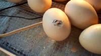 Hatching Eggs