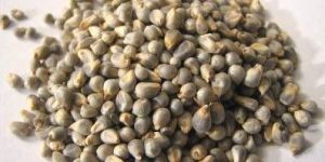 Bajra Seeds