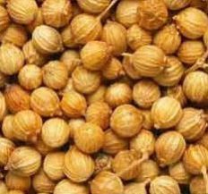 Coriander