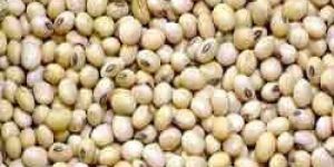 Soybean