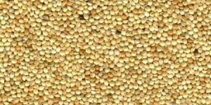 Yellow Millet Seeds