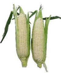 White Corn
