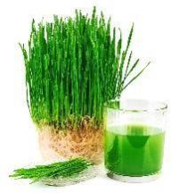Wheatgrass
