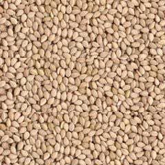 Sesame Seeds