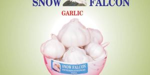 Fresh Garlic