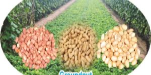 Groundnut