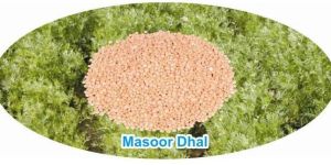 Masoor Dal