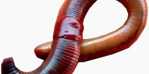 Earthworms