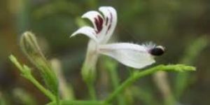 Andrographis Extract