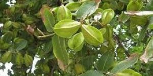 Arjuna Extract