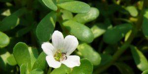 Bacopa Max