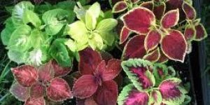 Coleus Forskohlii Extract