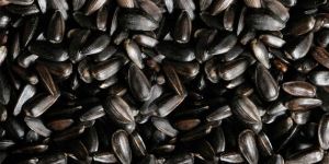 Black Sunflower Seeds