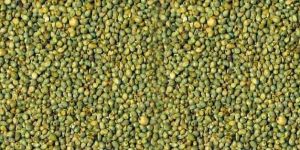 Green Millet