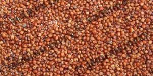 Red Sorghum Seeds