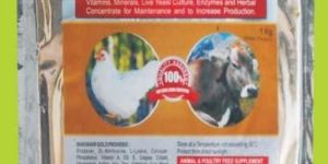 Shatavar Gold Powder