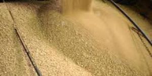 Soya Bean Meal