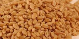 Wheat Seeds