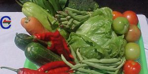 Fresh Vegetables