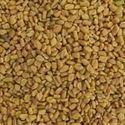 Fenugreek Seed, Dana Methi, Medicinal Herbs