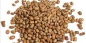 Dew Beans, Haricot, Papillon