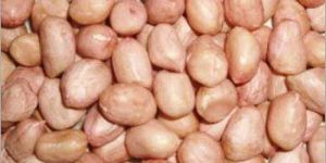 Groundnut Kernels